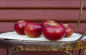 لماذا توجد بقع صغيرة على التفاح، وما وظائفها؟