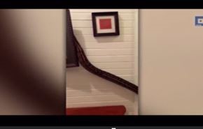 فيديو.. امرأة تعثر على ثعبان طوله 5 أمتار داخل غرفة النوم