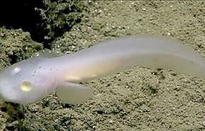 بالفيديو.. العثور على سمكة شبح في قاع خندق ماريانا