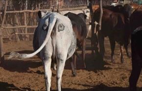 لماذا يرسمون عيون على مؤخرات الأبقار في أفريقيا؟!