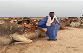 بالصور 1500 جمل يستقبلون القادة العرب اليوم في موريتانيا