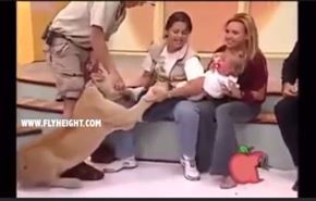 فيديو صادم.. اسد يحاول افتراس طفلة على الهواء