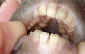 ماهی عجیب با دندان های انسان!