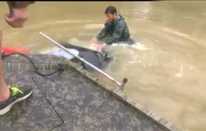فيديو..انقاذ امرأة من الغرق بعد أن غمرت المياه سيارتها