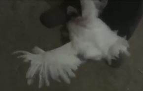فيديو.. ببشاعة، هكذا يتم قتل الدجاج المستخدم في “كنتاكي وماكدونالدز”