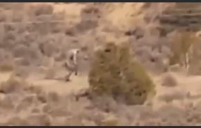 فيديو... مخلوق غريب يتجول في صحراء برتغالية