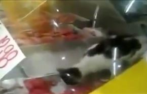 گربه در ویترین قصابی! +ویدیو