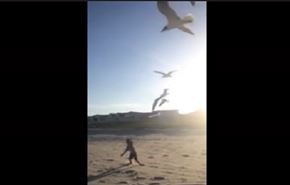 فيديو مرعب... مطاردة طفل من قبل طيور يوقف قلوب المتابعين خوفاً!