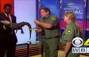 فيديو.. تمساح يهاجم مقدم برامج على الهواء