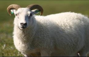خودکشی گوسفند به خاطر فرار از قربانی شدن!+ویدئو