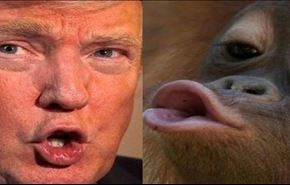 تفاوت ترامپ با شامپانزۀ نر چیست؟+ویدیو