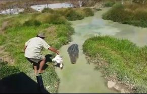سواری گرفتن از تمساح غول‌پیکر +ویدیو