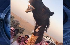 آراستن شتر در عربستان با زیورآلات واقعی! +ویدیو