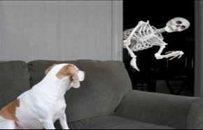 شاهد بالفيديو، رد فعل كلب حاول صاحبه إخافته بهيكل عظمي