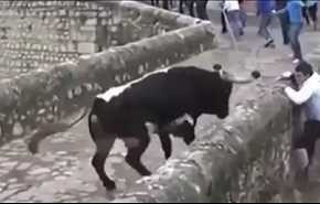 سقوط مرد درمانده از روی پل با حملۀ گاو خشمگین! (ویدیو)