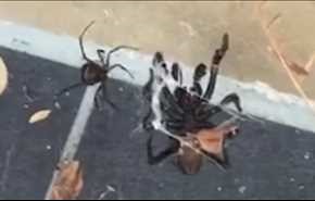فيديو... معركة مميتة بين عنكبوتين والسبب غير متوقع!