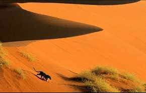 حیات وحش زیبا و حیرت آور از صحرای نامیب