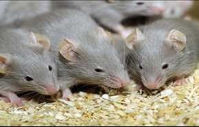 فئران أفريقية للكشف عن الألغام وتفتيش البضائع!