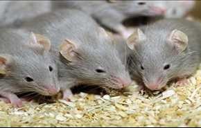 موش‌های آفریقایی برای کشف مین و قاچاق!