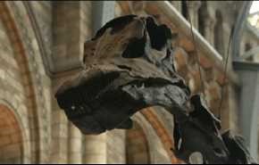 بريطانيا.. اكتشاف أنسجة دماغ ديناصور متحجرة