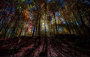 پاییز هزار رنگ مازندران +عکس