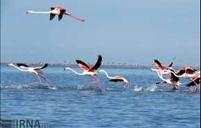 پرندگان مهاجر جزیره آشوراده/ تصاویر