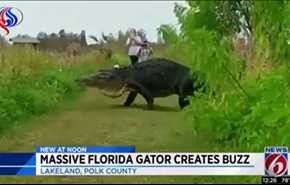 شاهد تمساح بحجم ديناصور يتنزه قرب السياح في فلوريدا