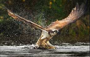 شکار ماهی توسط عقاب‎ | تصاویر