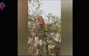 بالفيديو.. قرد يهرب من نمر بعد أن أسقطه أرضًا