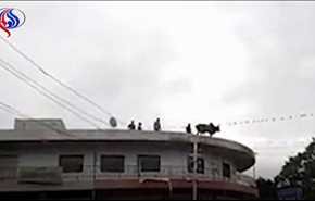 ویدیو ... خودکشی «گاو افسرده» با پرش از ساختمان سه طبقه!