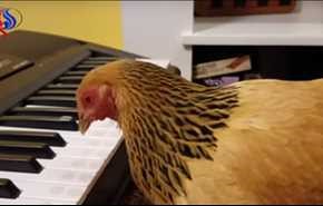 شاهد...  دجاجة تعزف أغنية وطنية أمريكية بمنقارها