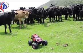 ویدیو ... وقتی گاوها کنجکاو می‌شوند!