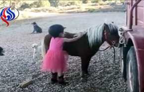 بالفيديو؛ طفلة أرادت الصعود على ظهر حصانها الصغير.. وهذا ما فعلته!