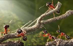 نمای مستند «راز قدرت مورچه ها در طبیعت»