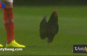 بالفيديو.. لاعب يصطاد دجاجة في أرض الملعب