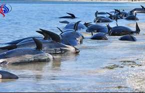 بالفيديو.. عشرات الحيتان تجنح إلى الشواطئ جنوب نيوزيلاندا