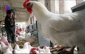 گسترش آنفلوانزای مرغی در ۲۱ استان