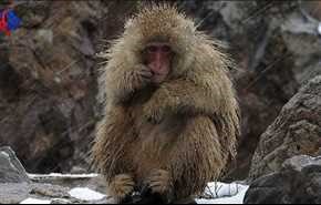 چرا ژاپن 57 میمون را اعدام کرد+ فیلم و عکس