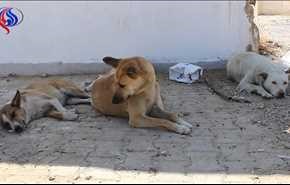 بالفيديو.. كلاب سائبة مفخخة في نينوى!