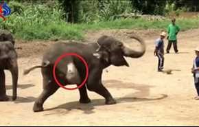 بالفيديو.. فيل يركل بمهارة الكرة بـ 
