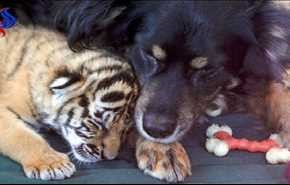 بالفيديو.. كلبة تتبنى ثلاثة أشبال من النمور بعد تخلي أمهم عنهم