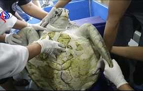 مرگ غم‌انگیز لاکپشت سکه‌خوار تایلند +عکس