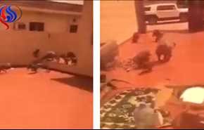 فيديو: قرود تهاجم عائلة سعودية في منتجع سياحي .. شاهد ماذا حدث؟!