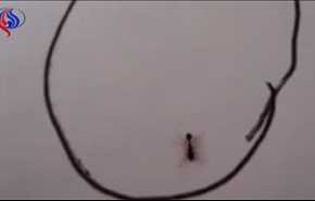 بالفيديو : رسم دائرة ووضع داخلها نملة.. لن تصدقوا ماذا فعلت!
