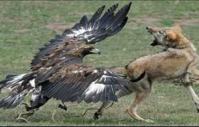ویدیو:شکار روباه از دید عقاب در حال پرواز