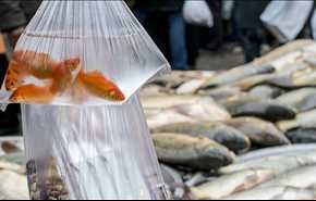 چگونه عمر ماهی قرمز را زیاد کنیم؟