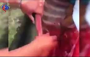 ویدئوی قراردادن نوزاد درداخل شکم حیوان مرده