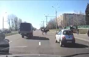 ویدیو؛ افتادن گاو از کامیون در حال حرکت!