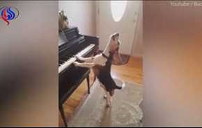 ویدیو ... تا حالا سگی دیده‌اید که پیانو بنوازد و ترانه بخواند؟