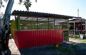 ولادة 3 أشبال للبوة في حديقة حيوانات مدينة بابلسر شمالي ايران